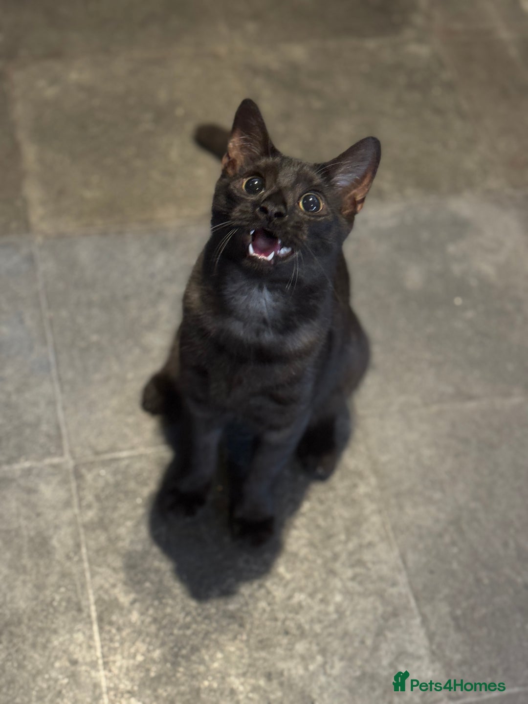 Egyptian Mau cats for sale: TICA reg Spotted EgyptianMau x Bengal LOWEST PRICE - Image 3