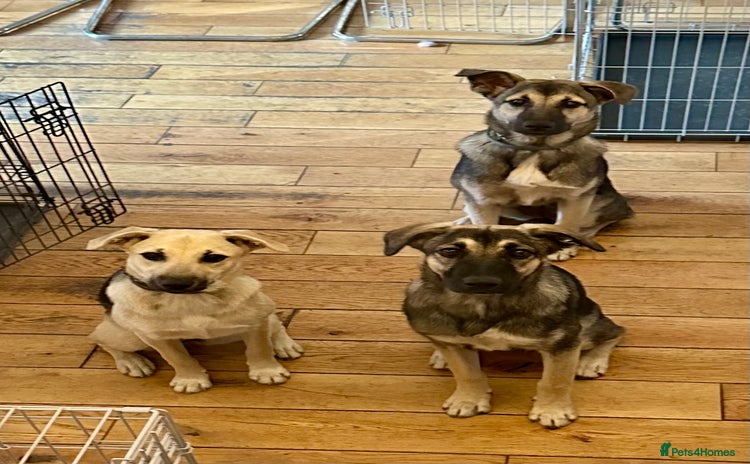 Mixed Breed dogs - Advert 14