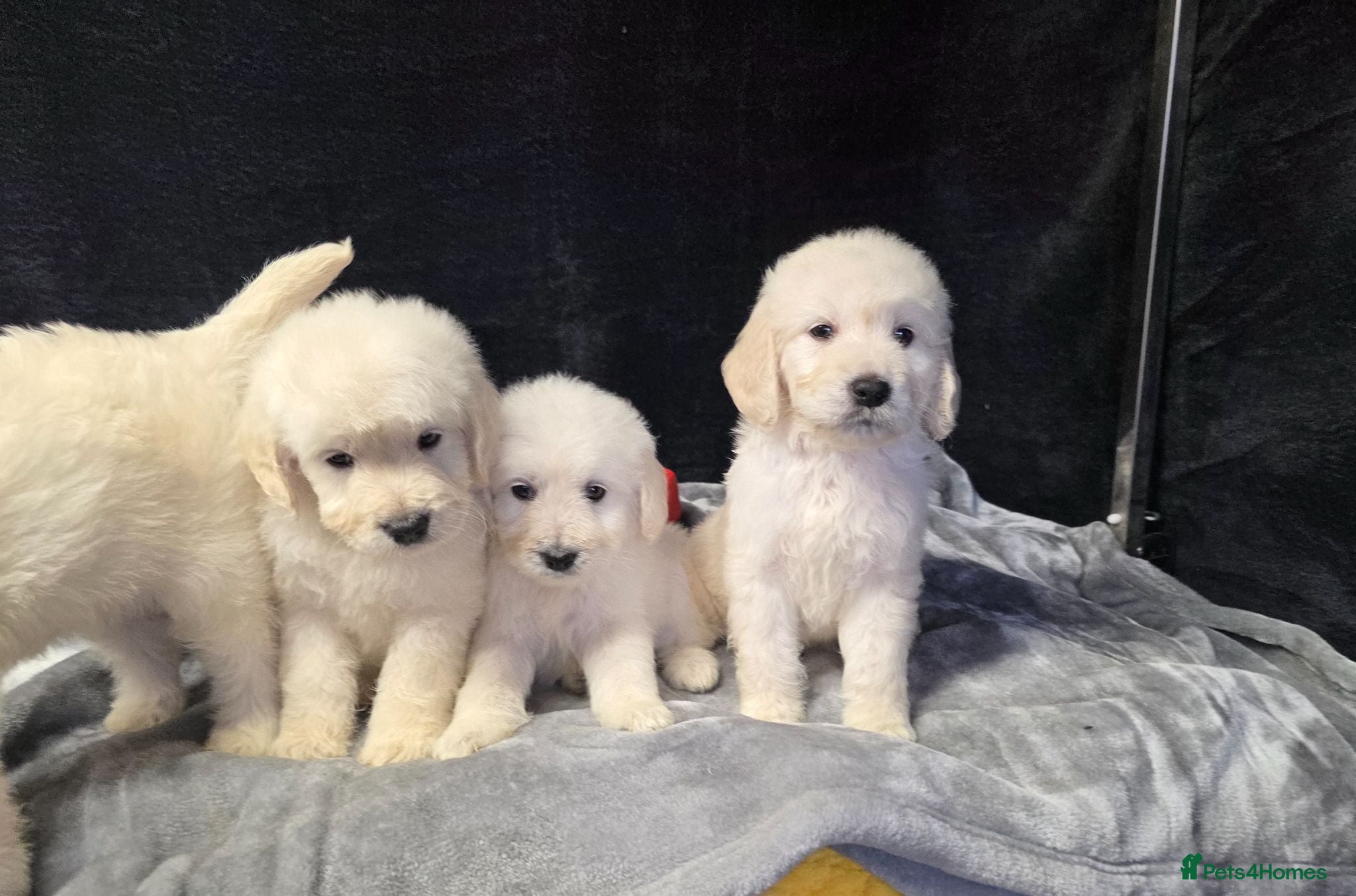 Goldendoodle dogs Beautiful f1 goldendoodle puppies  - Advert 2