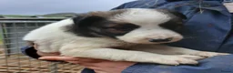 Mixed Breed dogs for sale: Border collie cross pups - Advert 4