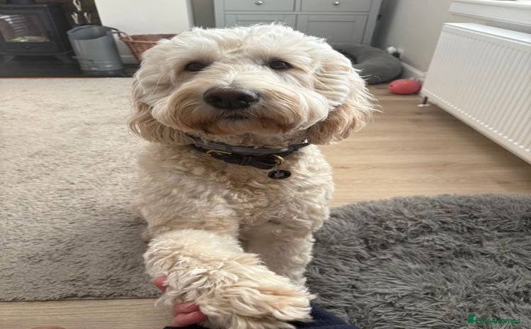 Goldendoodle dogs - Advert 1