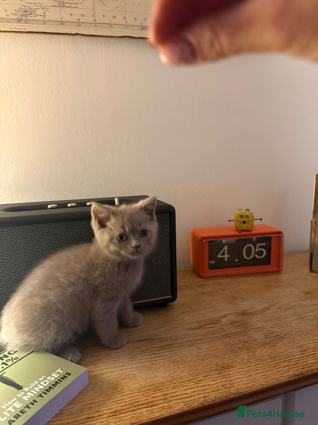 British Shorthair cats for stud: Beautiful lilac boy available for stud duties  - Advert 4