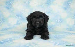 Cockapoo dogs for sale: Adorable F2 Cockapoo Puppies, Ready 12 Oct - Image 23