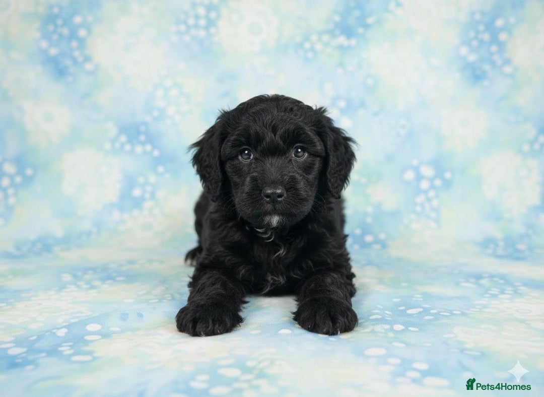 Cockapoo dogs for sale: Adorable F2 Cockapoo Puppies, Ready 12 Oct - Image 23