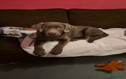 Labrador Retriever dogs for sale: Male labrador  - Image 4