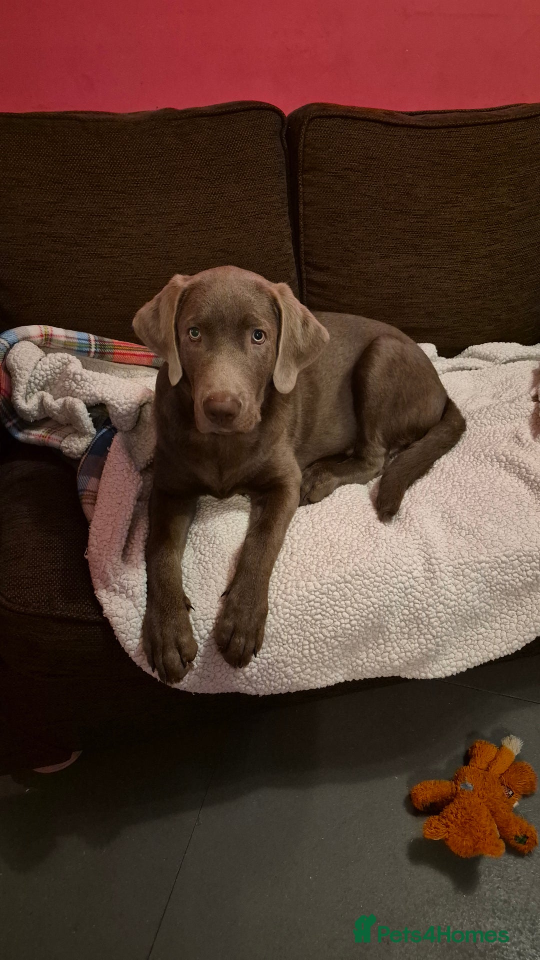 Labrador Retriever dogs for sale: Male labrador  - Image 4