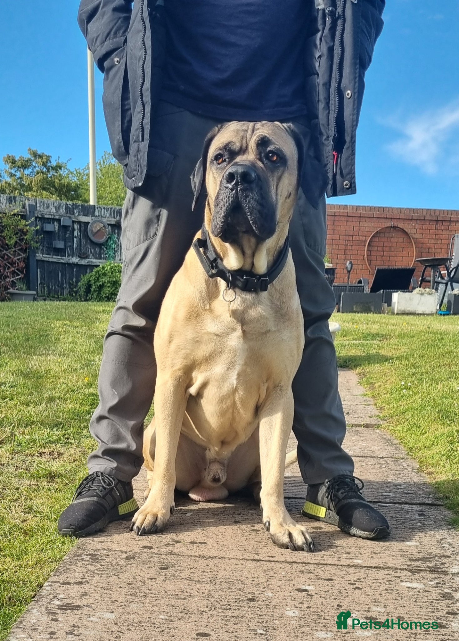 Cane Corso dogs Cane Corso STUD fawn - Advert 5