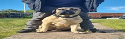 Cane Corso dogs for stud: Cane Corso STUD fawn - Advert 1