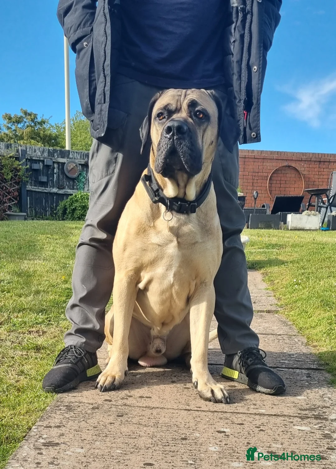 Cane Corso dogs for stud: Cane Corso STUD fawn - Advert 1