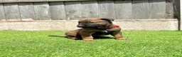 Belgian Shepherd Dog dogs for sale: KC Belgian Malinois Puppys for sale - Advert 22