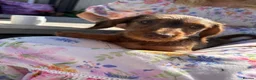 Miniature Dachshund dogs for sale: Boy and girl miniature wire haired dachshund  - Advert 4