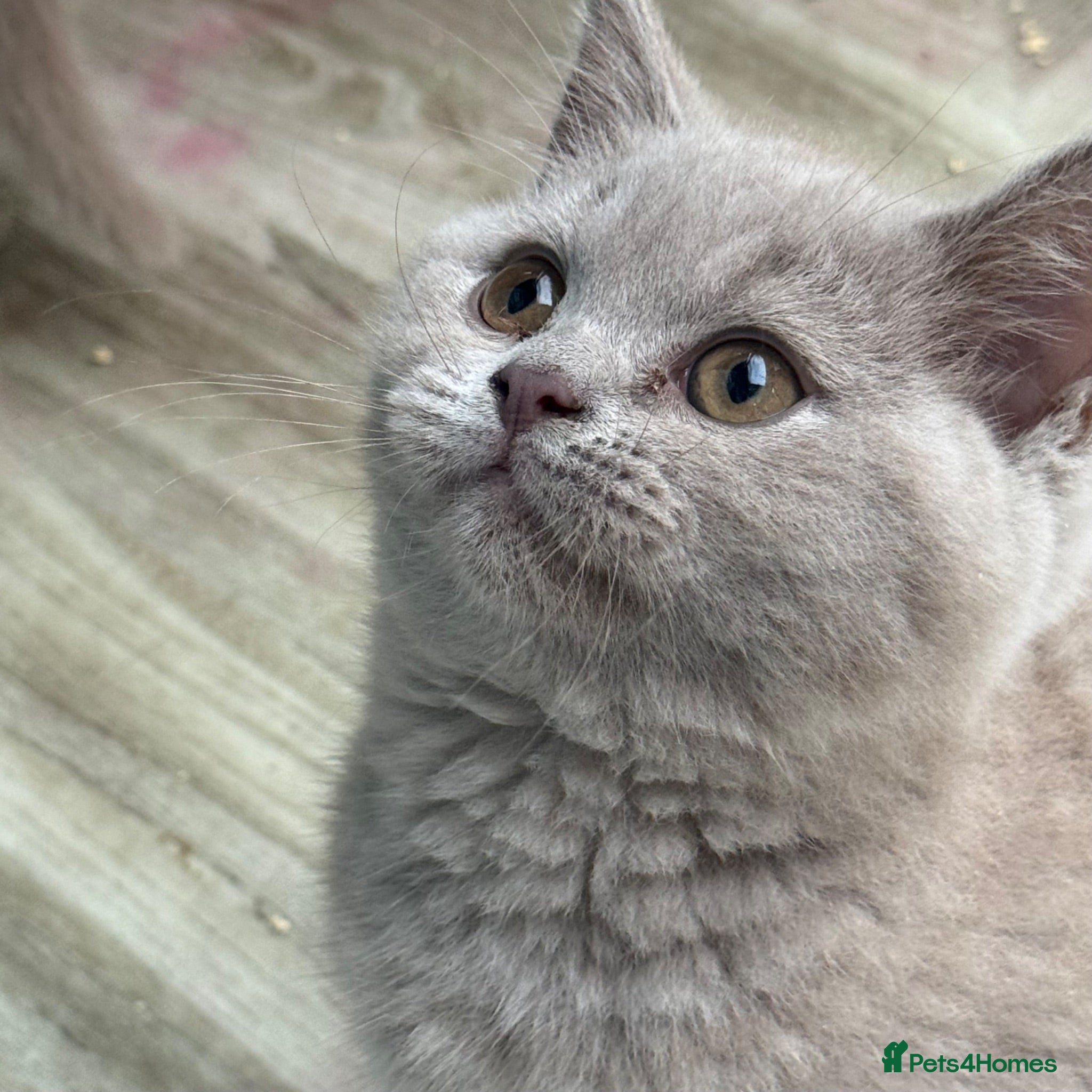 British Shorthair cats Lilac BSH  GCCF Boys  - Advert 7