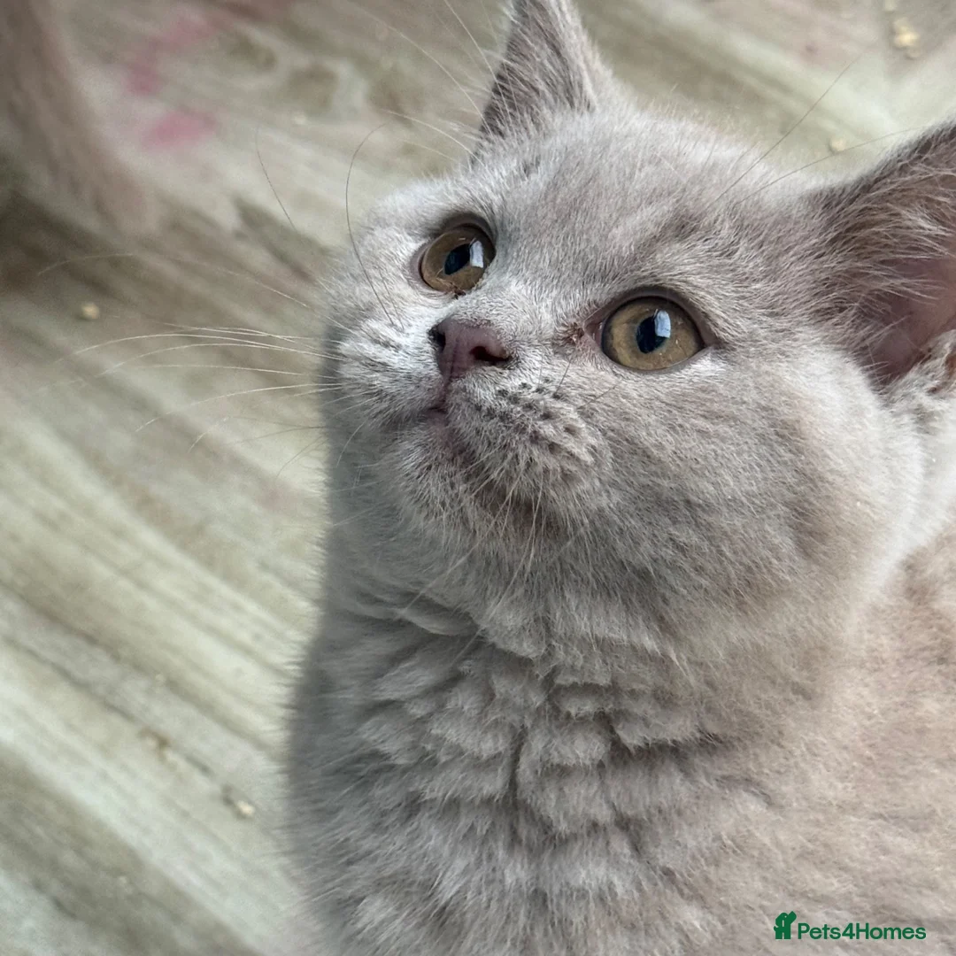 British Shorthair cats for sale: Lilac BSH  GCCF Boys  - Advert 1