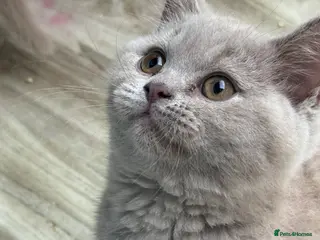 British Shorthair cats Lilac BSH GCCF Boys - Advert 7