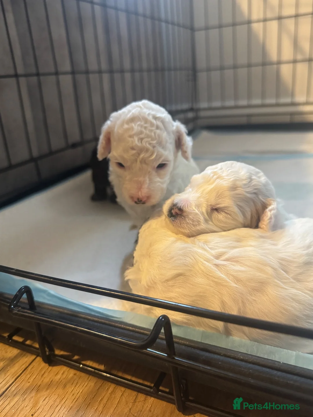 Mixed Breed dogs for sale: Cockapoo x Lhasapoo Mix Puppies in Musselburgh - Advert 2