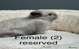 Mini Lop rabbits for sale: Stunning pure bred mini lops - Image 4