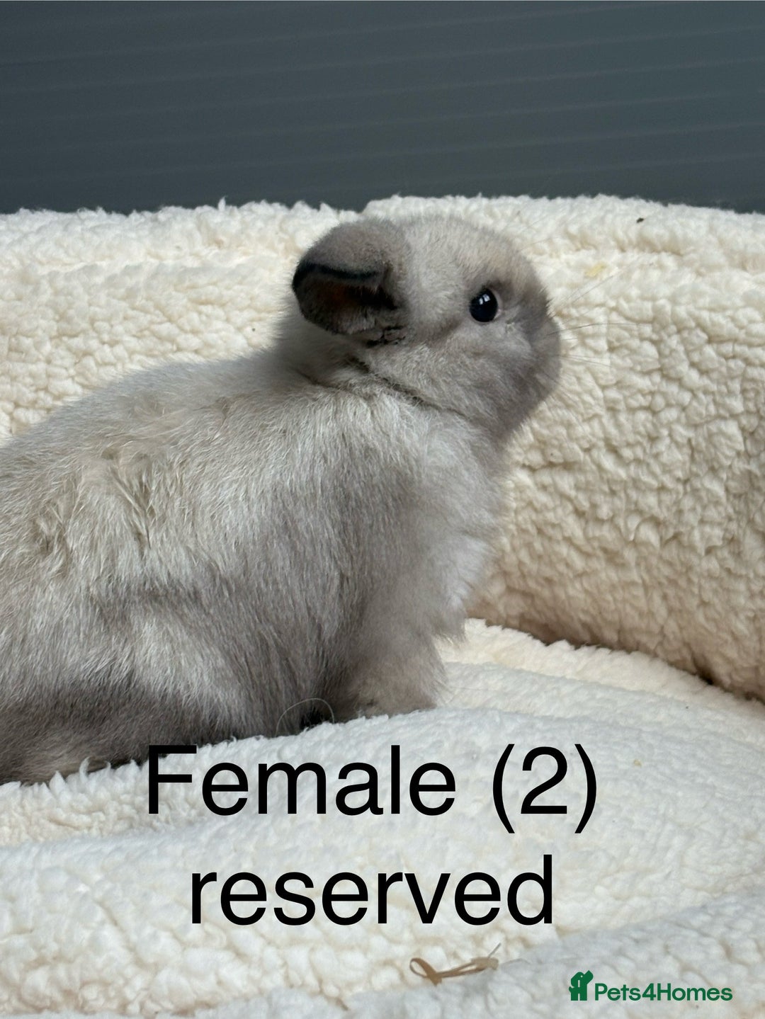 Mini Lop rabbits for sale: Stunning pure bred mini lops - Image 4