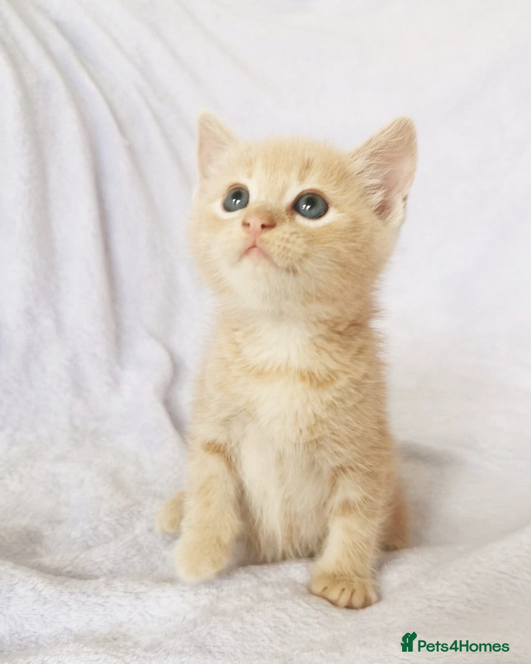 Mixed Breed cats ONE LEFT Ragdoll X Kittens - Advert 3