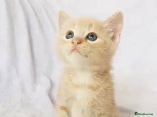 Mixed Breed cats ONE LEFT Ragdoll X Kittens - Advert 3