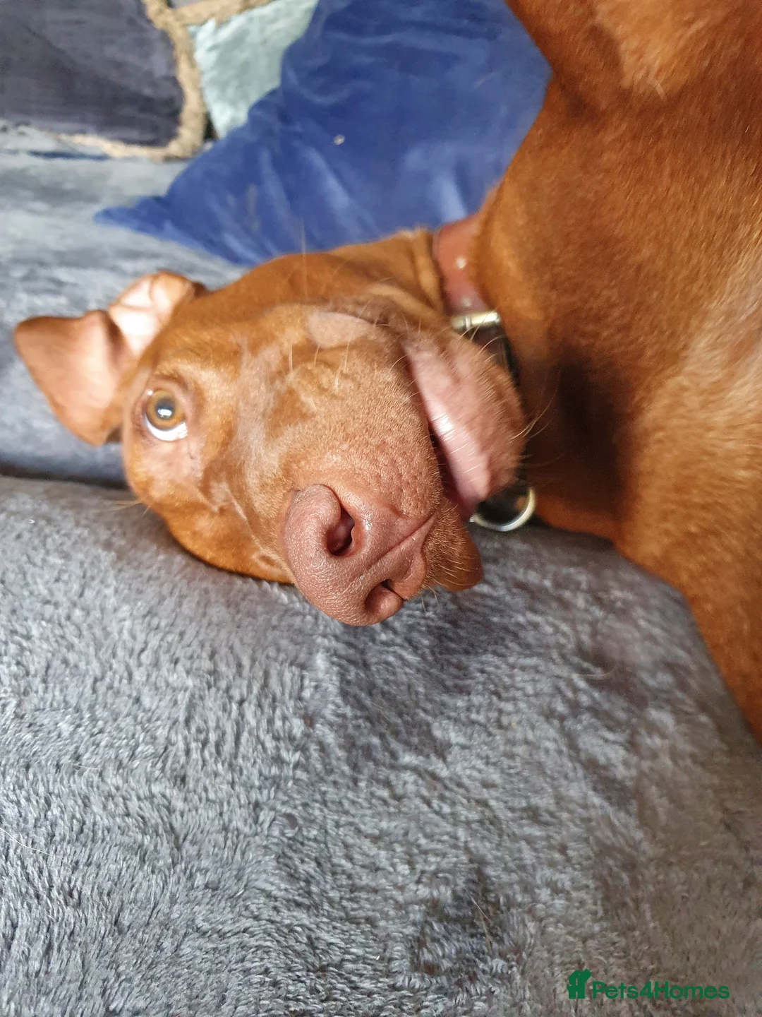 Hungarian Vizsla dogs for sale: Hungarian Vizsla Puppies - Coming Soon! - Advert 4