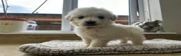 Golden Retriever dogs for sale: Our beautiful golden retriever pups - Advert 5