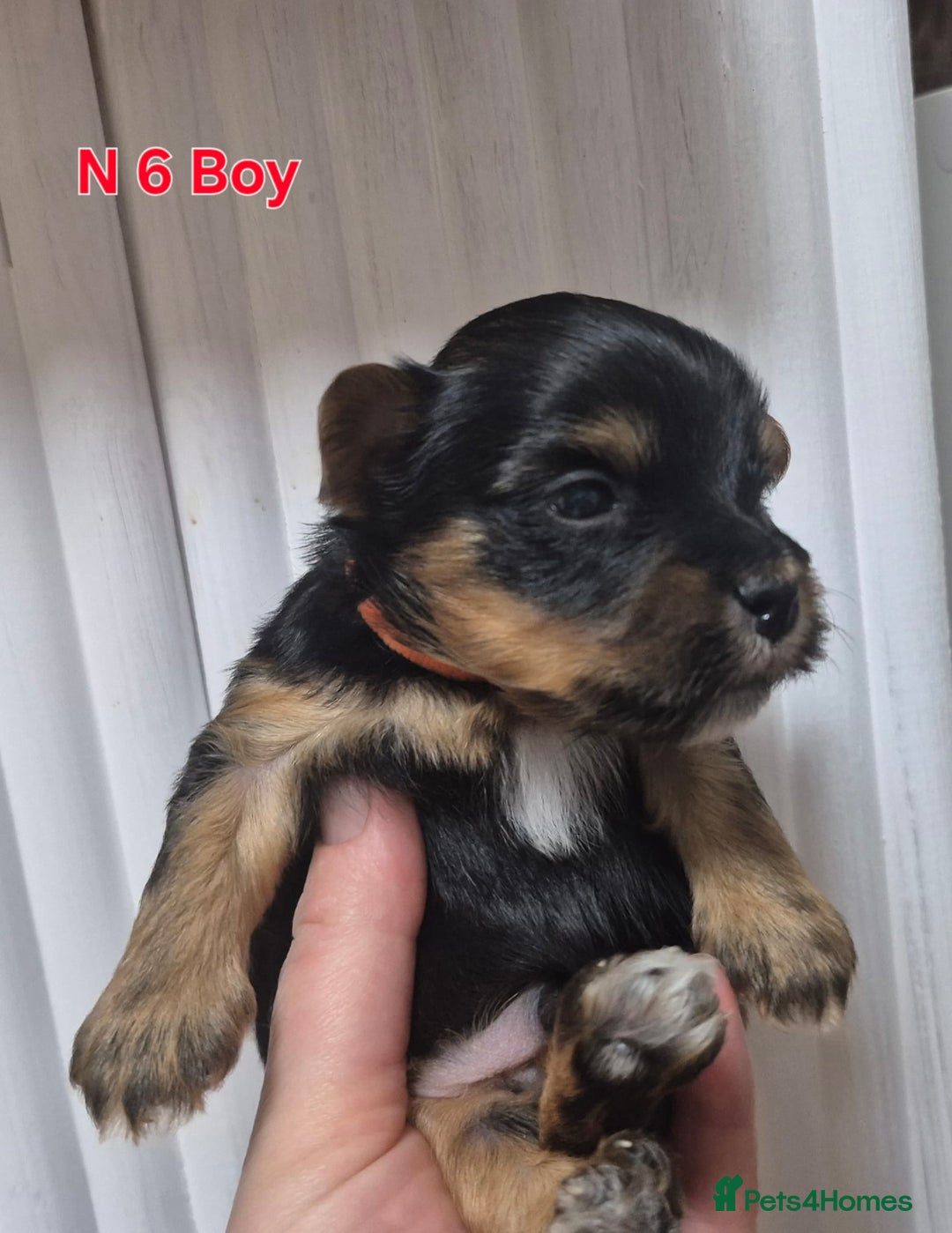 Biewer Terrier dogs for sale: Yorkshire Biewier terrier  - Advert 19