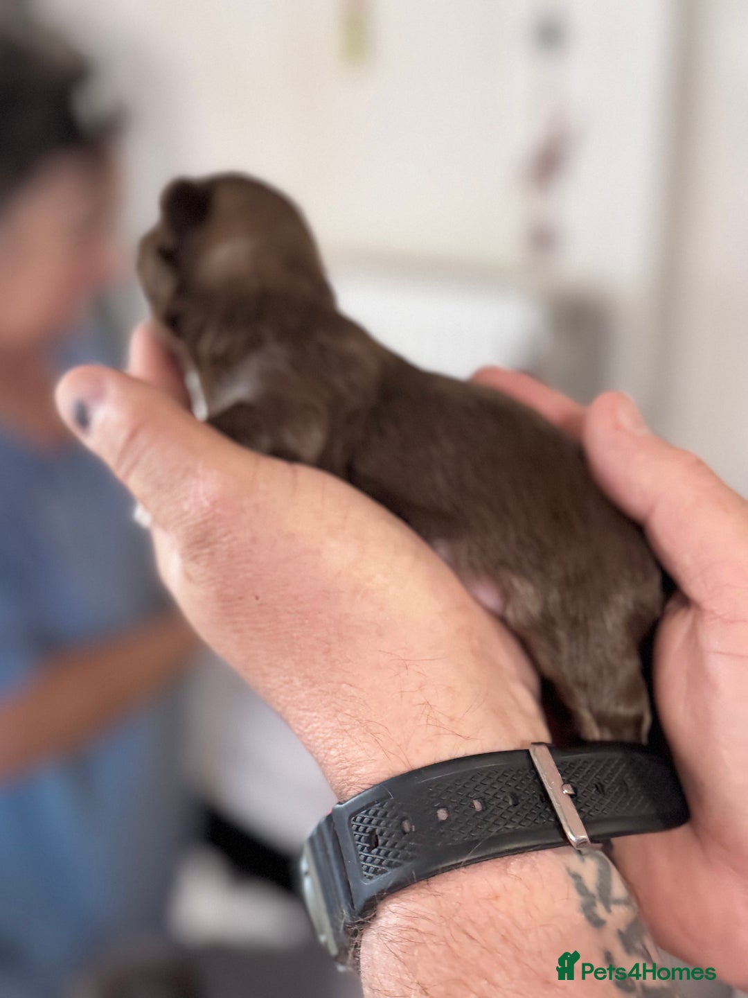 Shih Tzu dogs for sale: KC Registered Imp Shihtzu pups - Image 11