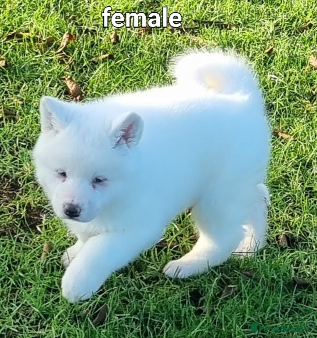 Akita dogs for sale: Akita pups  - Advert 3