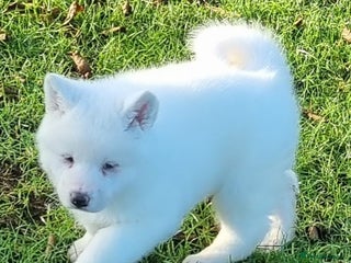 Akita dogs Akita pups - Advert 3