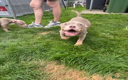 American Bully dogs for sale: American Pocket Bully (3 Generations).  - Image 7