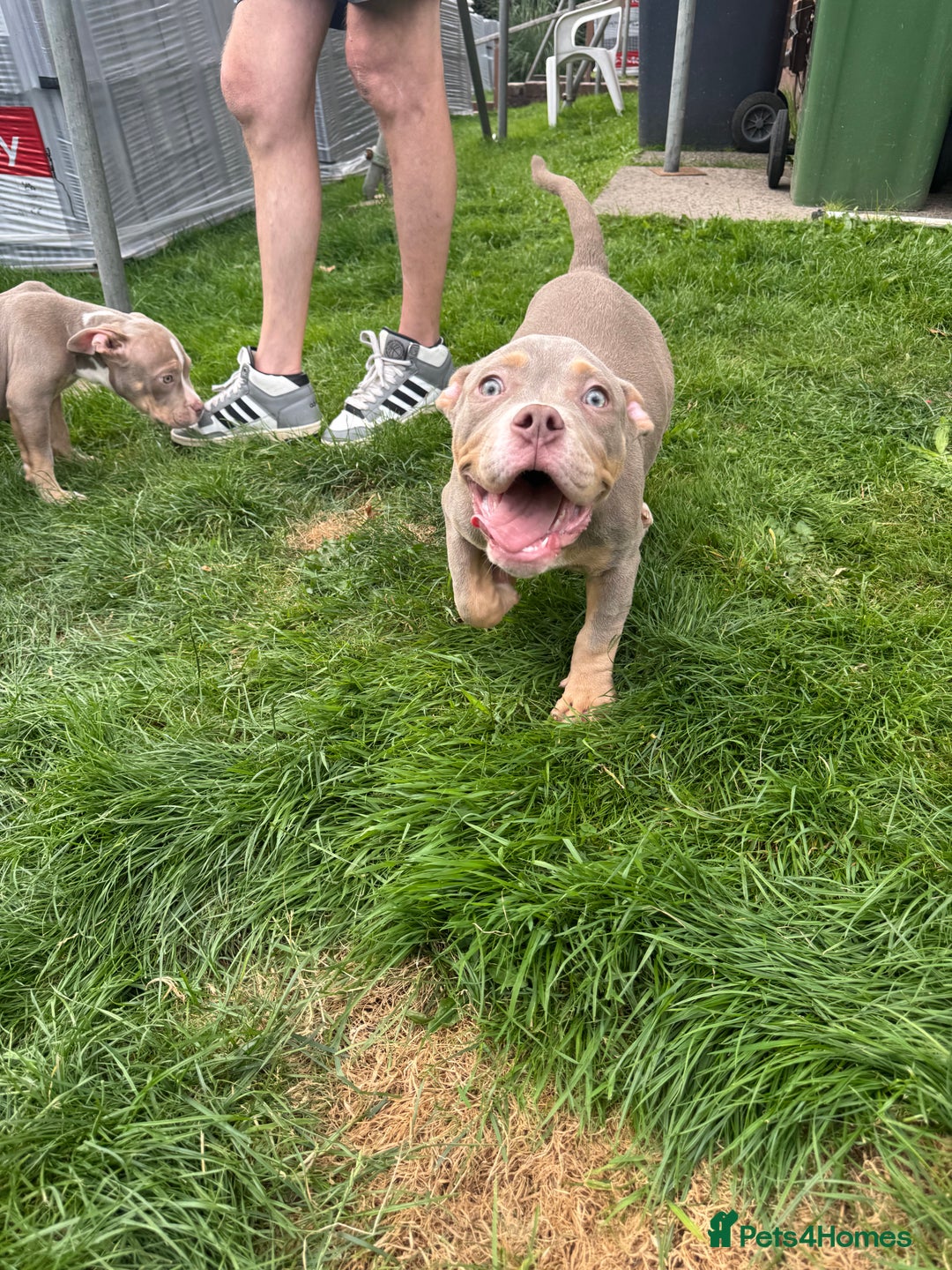 American Bully dogs for sale: American Pocket Bully (3 Generations).  - Image 7