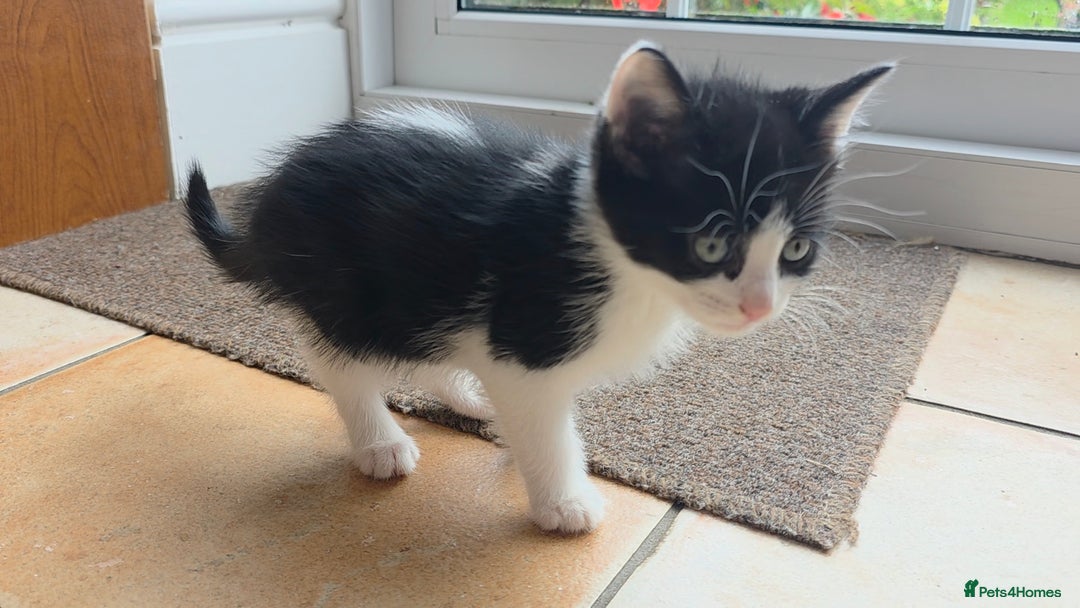 Mixed Breed cats for sale: 5 Adorable Kittens Ready for New Homes 🐾 - Image 11