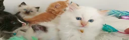 Ragdoll cats for sale: £Negotiable Beautiful cross Ragdoll/Persian😻😻😻 - Advert 5