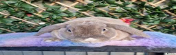 Mini Lop rabbits for sale: miniture plush lop adult doe!!!!!  - Advert 3
