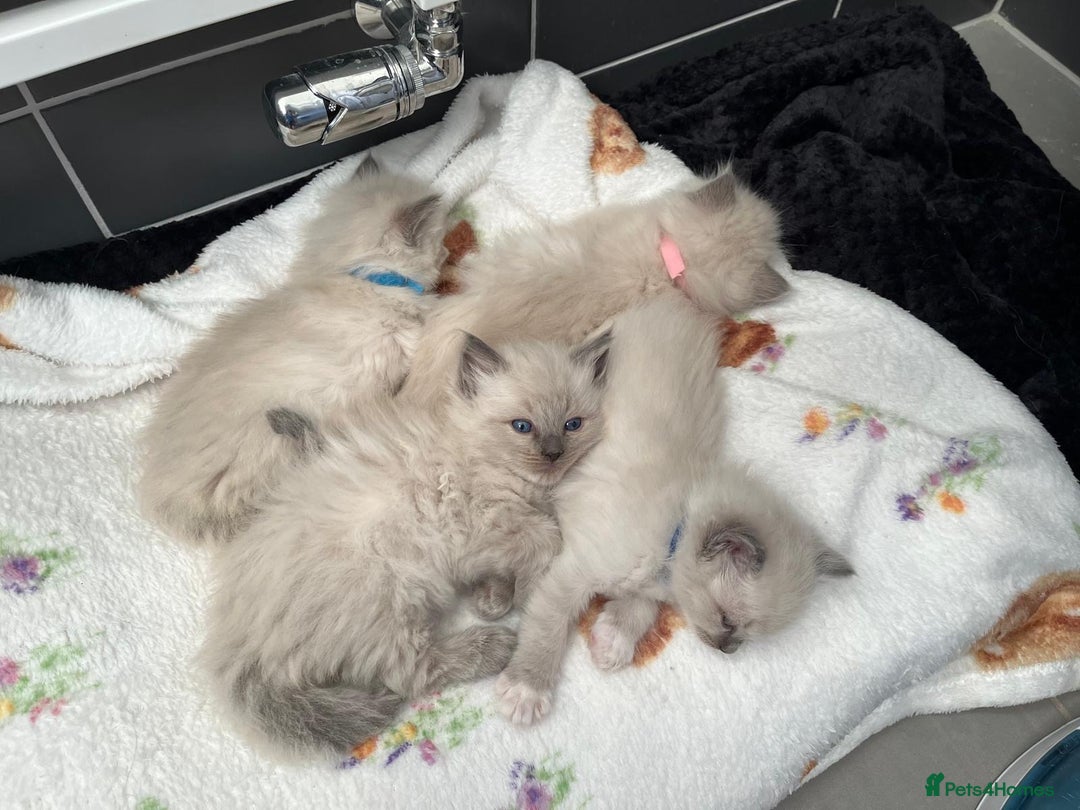 Ragdoll cats for sale: 2 Adorable Bluepoint boy Kittens left!  - Image 24