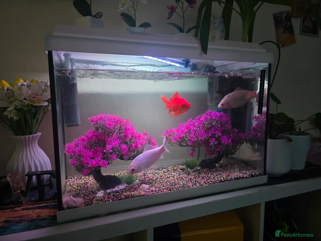 Goldfish fish for sale: 60 liter aquarium 3 goldfish.  in London - Advert 1