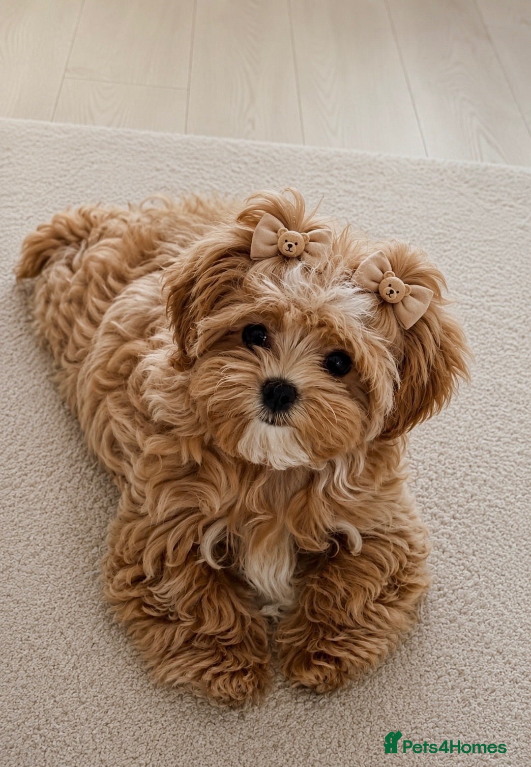 Maltipoo dogs 💖Last Girl Quality Asian Maltipoo DNA clear💎🧸   - Advert 16