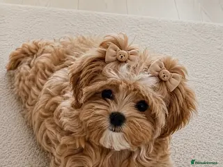 Maltipoo dogs 💖Last Girl Quality Asian Maltipoo DNA clear💎🧸 - Advert 16