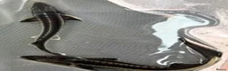 Pond Fish fish for sale: Diamond sturgeon 5-6  in Reigate - Advert 2