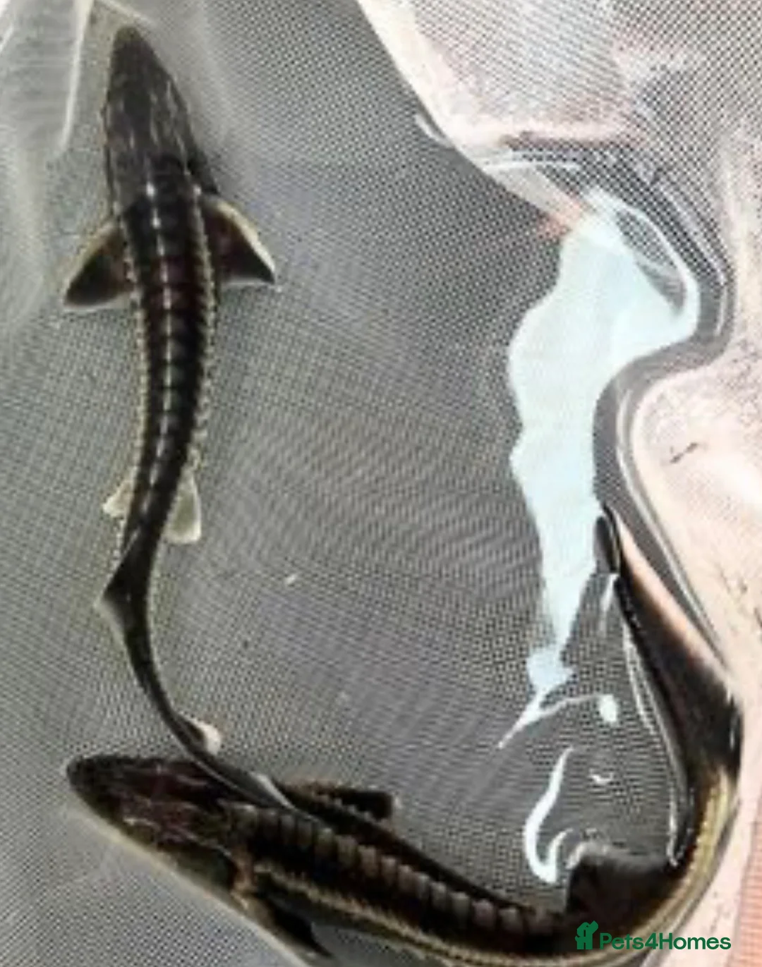 Pond Fish fish for sale: Diamond sturgeon 5-6  in Reigate - Advert 2