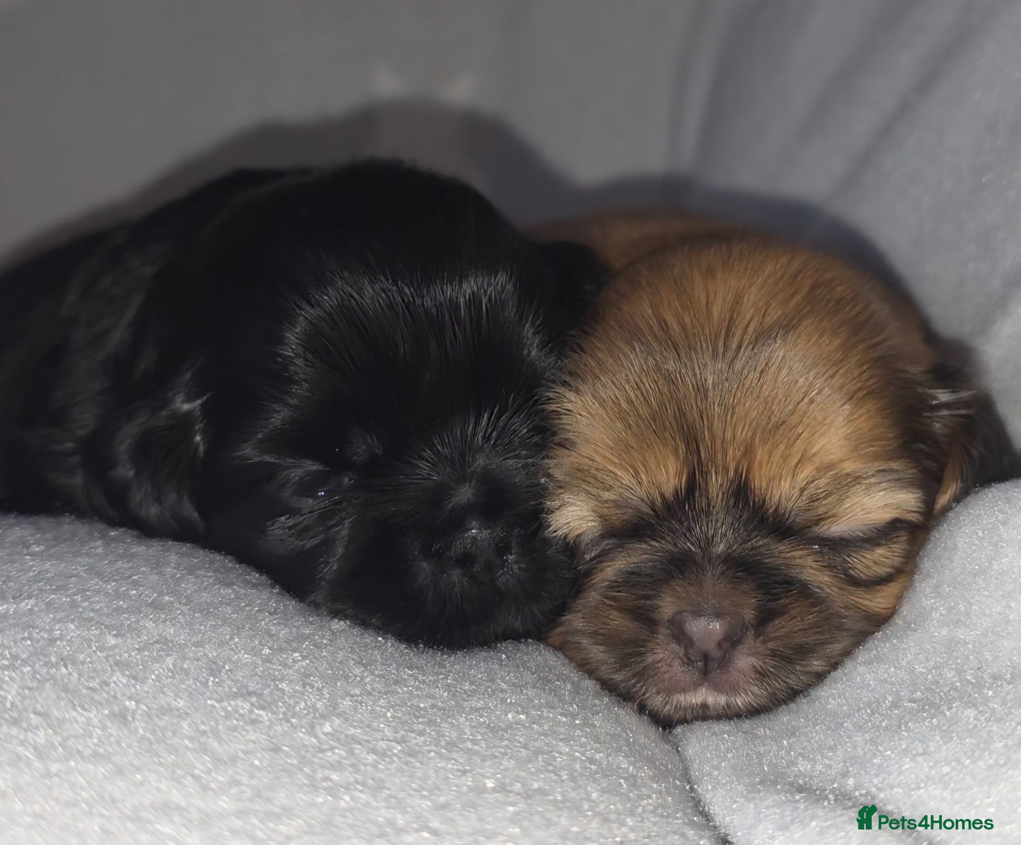 Shih Tzu dogs Beautiful Shih Tzu Puppies 5 girls 1 boy - Advert 2