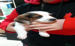 Mixed Breed dogs for sale: Jack Russel Pups in Machynlleth - Image 40