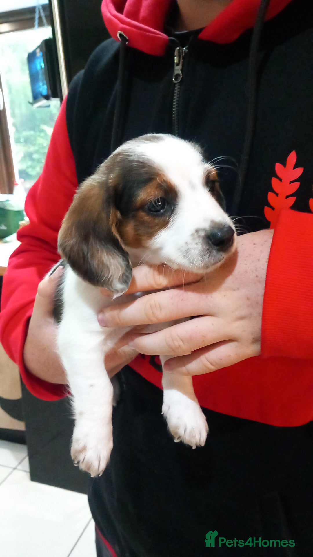 Mixed Breed dogs for sale: Jack Russel Pups in Machynlleth - Image 40