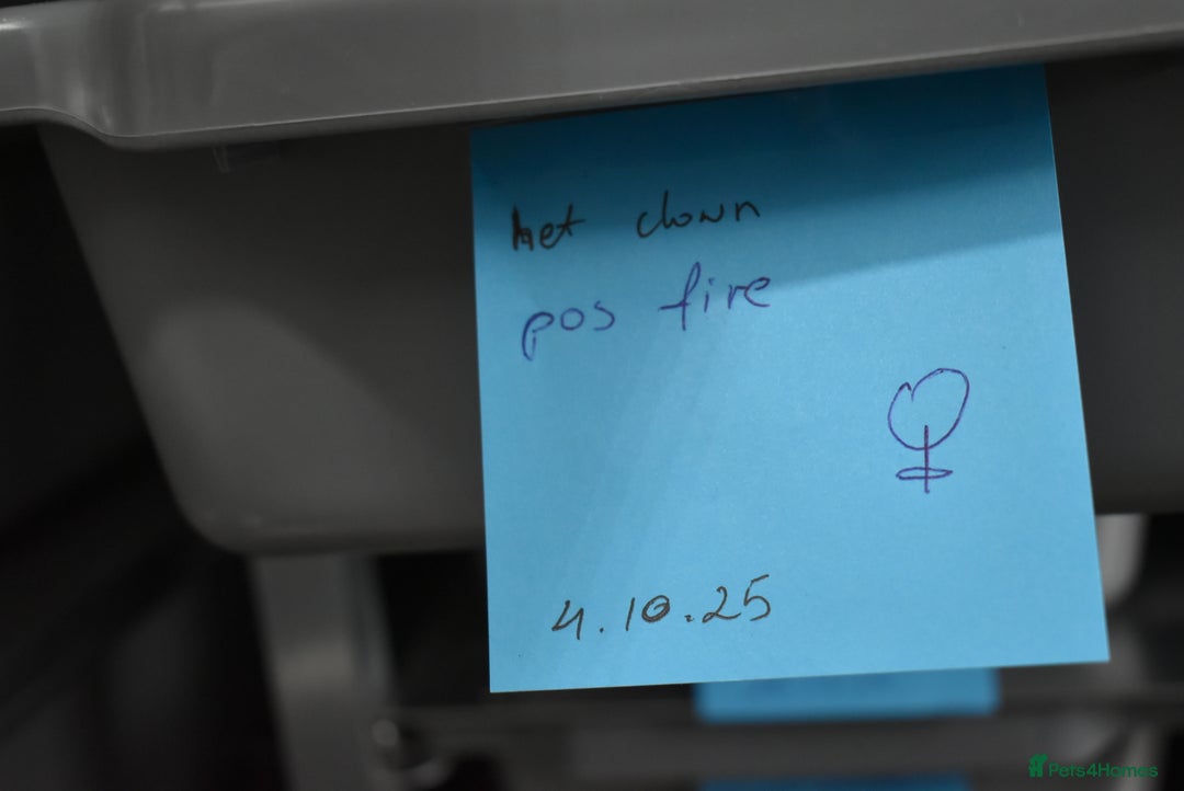 Python Snake reptiles for sale: Amazing baby ball pythons - Advert 18