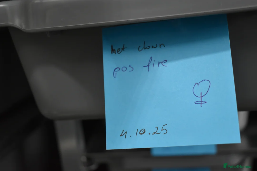 Python Snake reptiles for sale: Amazing baby ball pythons - Advert 18