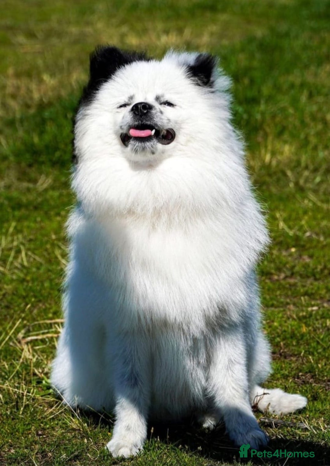 Pomeranian dogs for stud: Puffy- Available for stud  - Advert 8