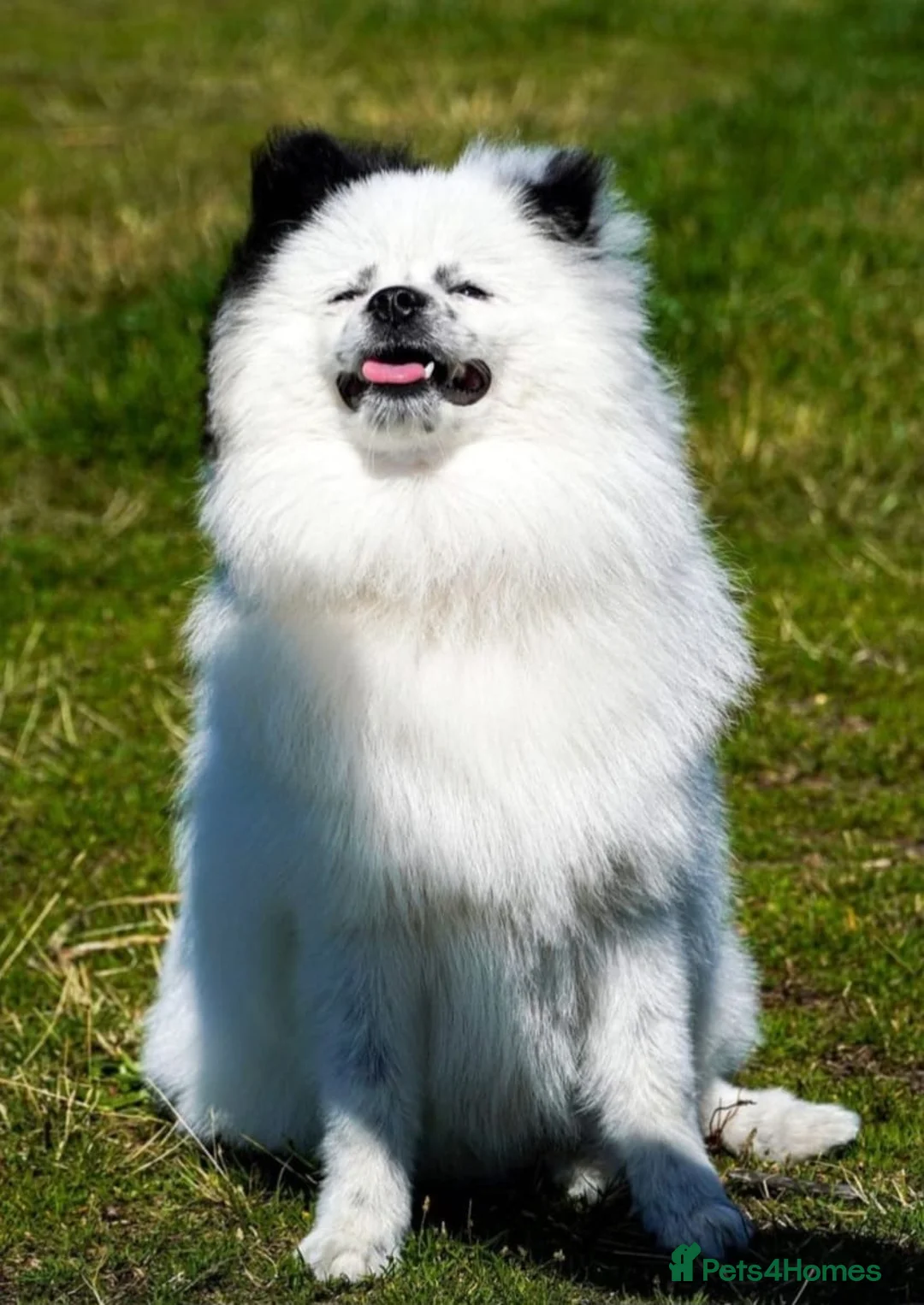 Pomeranian dogs for stud: Puffy- Available for stud  - Advert 8