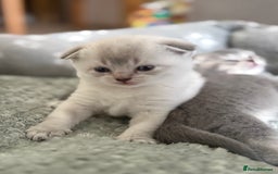 Scottish Fold cats for sale: Scottish  fold 💙🩷 - Image 2