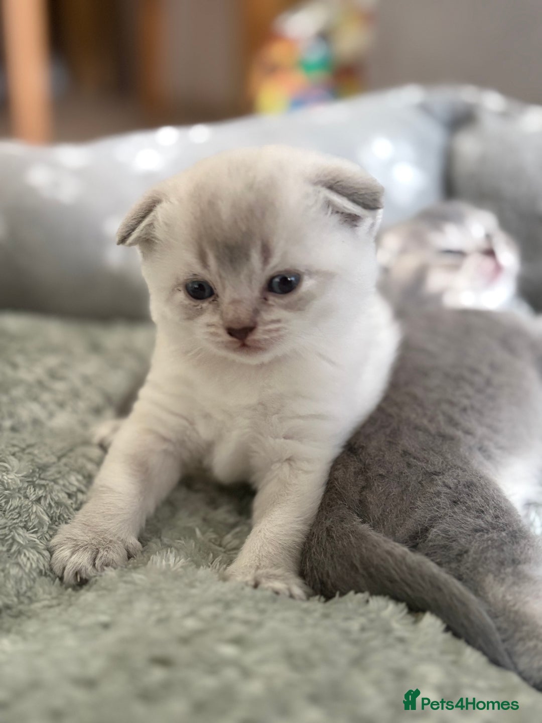 Scottish Fold cats for sale: Scottish  fold 💙🩷 - Image 2