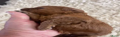 Cockapoo 3